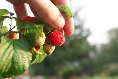 El bir bush ahududu toplamak. Ahududu kamışı yakın çekim. Yaz Bahçe köyünde. Çilek hasat çiftliğinde büyüyen