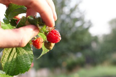 El bir bush ahududu toplamak. Ahududu kamışı yakın çekim. Yaz Bahçe köyünde. Çilek hasat çiftliğinde büyüyen