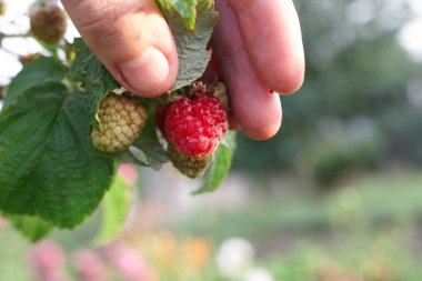 El bir bush ahududu toplamak. Ahududu kamışı yakın çekim. Yaz Bahçe köyünde. Çilek hasat çiftliğinde büyüyen