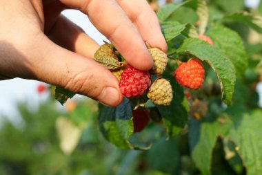 El bir bush ahududu toplamak. Ahududu kamışı yakın çekim. Yaz Bahçe köyünde. Çilek hasat çiftliğinde büyüyen