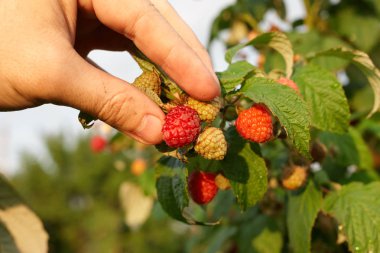 El bir bush ahududu toplamak. Ahududu kamışı yakın çekim. Yaz Bahçe köyünde. Çilek hasat çiftliğinde büyüyen