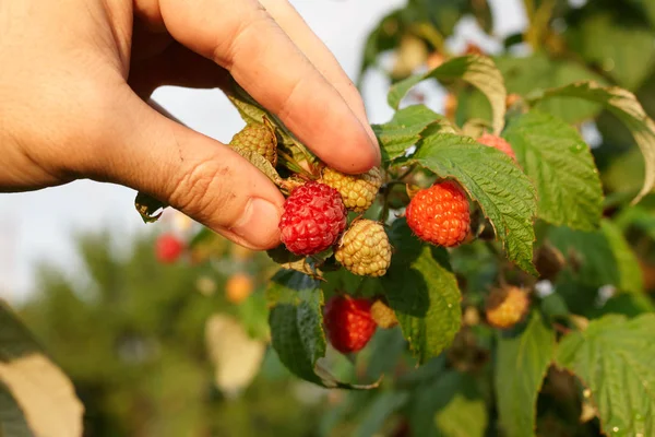 El bir bush ahududu toplamak. Ahududu kamışı yakın çekim. Yaz Bahçe köyünde. Çilek hasat çiftliğinde büyüyen