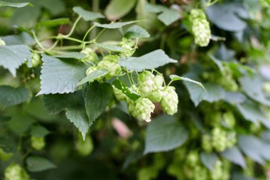 Bira ve ekmek yapmak için yeşil taze hop koni yakın çekim