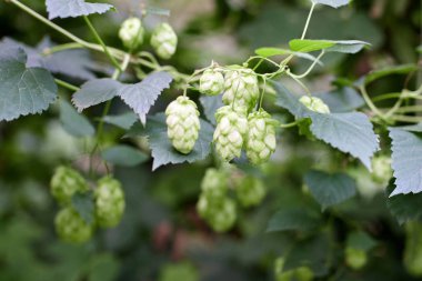 Bira ve ekmek yapmak için yeşil taze hop koni yakın çekim