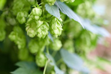 Bira ve ekmek yapmak için yeşil taze hop koni yakın çekim