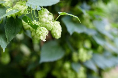 Bira ve ekmek yapmak için yeşil taze hop koni yakın çekim