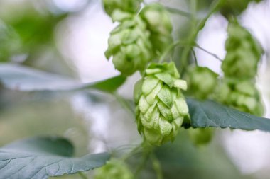 Bira ve ekmek yapmak için yeşil taze hop koni yakın çekim