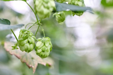 Bira ve ekmek yapmak için yeşil taze hop koni yakın çekim