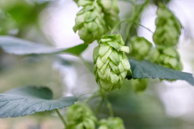 Bira ve ekmek yapmak için yeşil taze hop koni yakın çekim