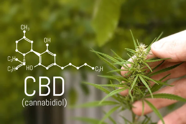 Cannabidiol (CBD) cannabis molecule. Skeletal formula. Has antipsychotic effects. Chemistry hemp