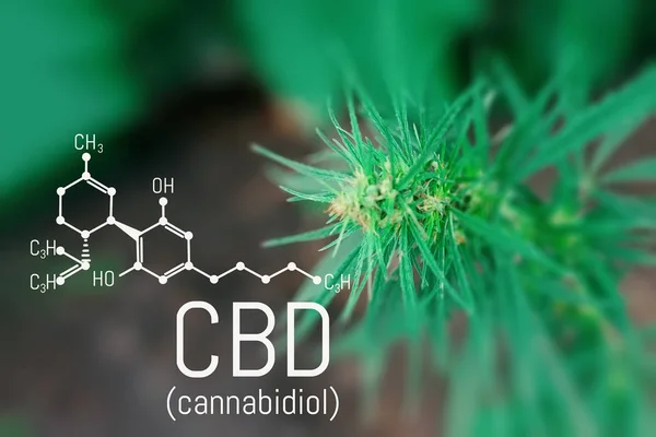 Cannabidiol (Cbd) esrar molekül. İskelet formülü. Antipsikotik etkileri vardır. Kimya kenevir