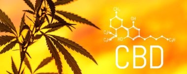 Organik kenevir yaprağı Cbd. bitkisel alternatif tıp, Cbd petrol, pharmaceptical endüstri kavramı. Ekolojik ve biyolojik kenevir bitki