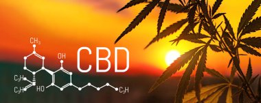 CBD kenevir ve esrar. Yağ kenevir ürünleri. Cannabidiol kimyasal formülü. Artan sigorta primi kenevir ürünleri