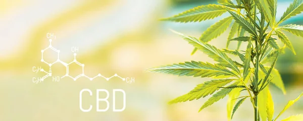 Organik kenevir yaprağı Cbd. bitkisel alternatif tıp, Cbd petrol, pharmaceptical endüstri kavramı. Ekolojik ve biyolojik kenevir bitki