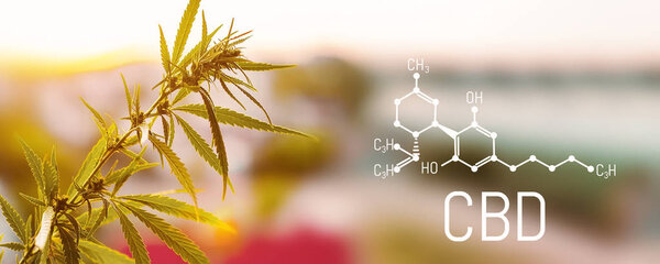 Органические листья конопли CBD. Концепция травяной альтернативной медицины, масла CBD, фармацептической промышленности. Экологическое и биологическое растение конопли
