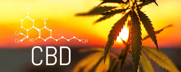 Organik kenevir yaprağı Cbd. bitkisel alternatif tıp, Cbd petrol, pharmaceptical endüstri kavramı. Ekolojik ve biyolojik kenevir bitki