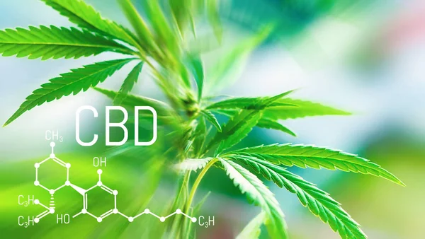 CBD kimyasal formülü. Cannabidiol molekül yapısal model. Özü yağı ile tıbbi esrar