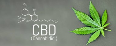 CBD esrar formülü. CBD petrol esrar özü, tıbbi kenevir con