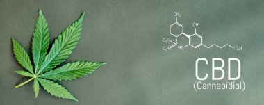 CBD esrar formülü. CBD petrol esrar özü, tıbbi kenevir con