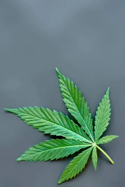 Один красивый зеленый лист марихуаны конопли на сером backgr — стоковое фото