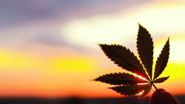 Marihuana tıbbî bitki Cbd. güzel yüksek bir içerik ile