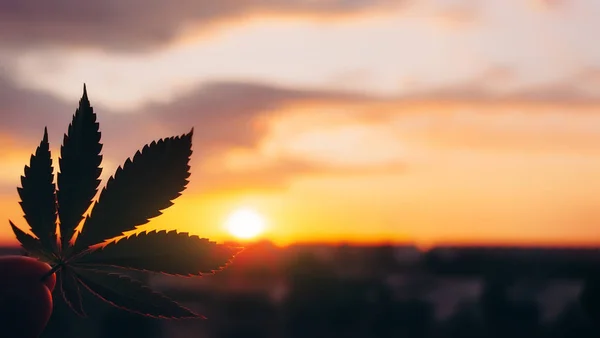 Beautiful Commercial Cannabis in the amazing sunset background.