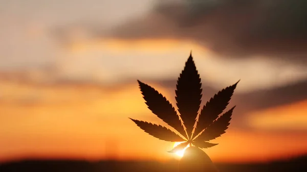 Beautiful Commercial Cannabis in the amazing sunset background.