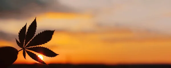 Pflanze zur medizinischen Verwendung von Marihuana mit einem hohen Gehalt an cbd. beaut — Stockfoto