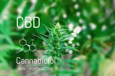 CBD esrar formülü. Cannabidiol molekül. Antipsikotik ef vardır