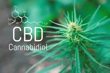 CBD esrar formülü. Cannabidiol molekül. Antipsikotik ef vardır