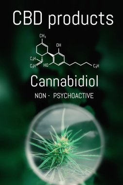 CBD esrar formülü. Cannabidiol molekül. Antipsikotik ef vardır