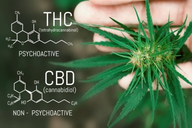 CBD esrar formülü. Cannabidiol molekül. Antipsikotik ef vardır