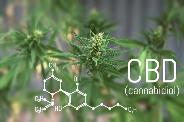 CBD cannabis formula. Cannabidiol molecule. Has antipsychotic ef
