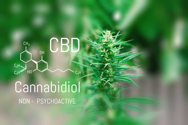 CBD cannabis formula. Cannabidiol molecule. Has antipsychotic ef