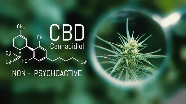 Medical Cannabis and Cannabidiol CBD Oil Chemical Formula. Growi