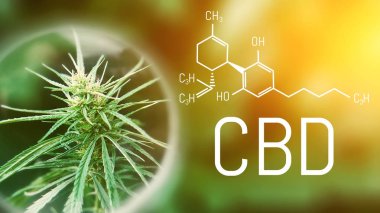 Tıbbi esrar esrar topluluk sektöründe. CBD makro 