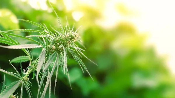 Cannabis a crescer ao ar livre. Planta de maconha saudável. Óleo de cânhamo Ext — Fotografia de Stock