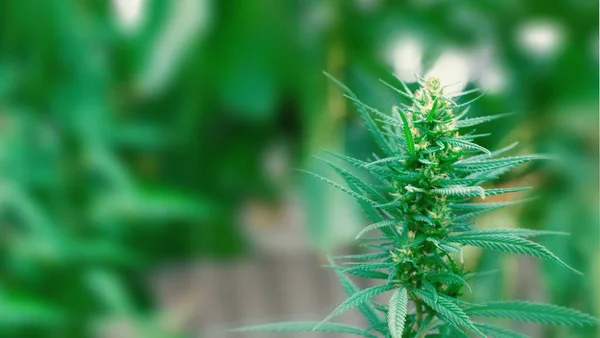 Marijuana CBD THC. Concepts of legalizing medicinal herbs weed,