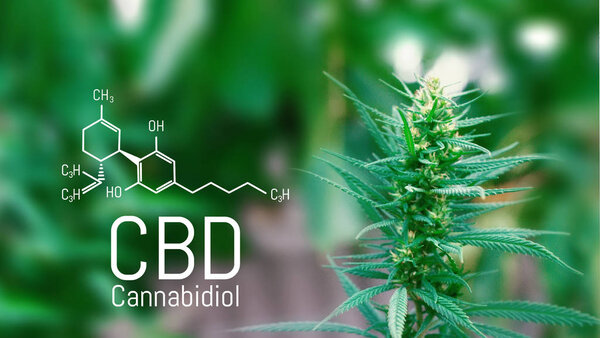 Cannabidiol CBD formula. Growing cannabis, background green, mar