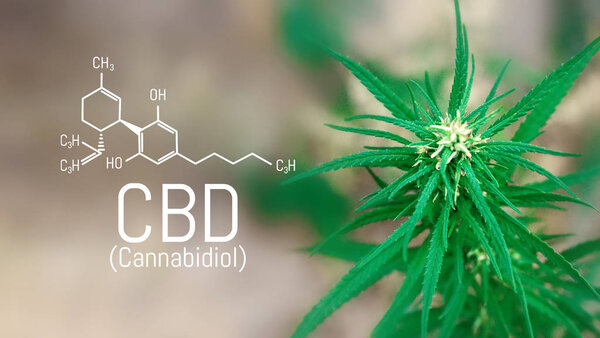 Cannabis of the formula CBD cannabidiol. Concept of using mariju