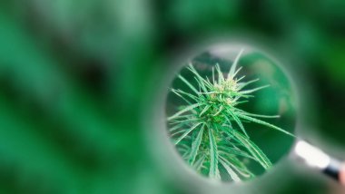 Kenevir ve esrar büyüyen premium ürünleri. Tıbbi Cbd ve
