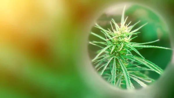 Kenevir ve esrar büyüyen premium ürünleri. Tıbbi Cbd ve