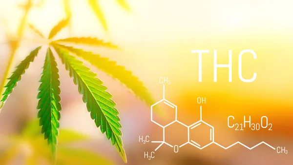 Cannabisöl Tetrahydrocannabinol mit Marihuanapflanze. thc — Stockfoto