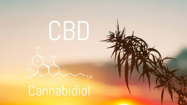 Cbd kimyasal elementler içinde esrar bulunan. Tıbbi antispa