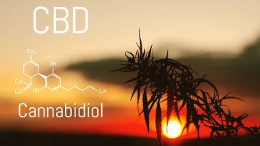 Cbd kimyasal elementler içinde esrar bulunan. Tıbbi antispa