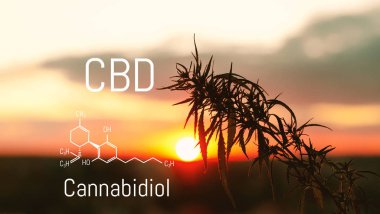 Cbd kimyasal elementler içinde esrar bulunan. Tıbbi antispa