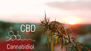 Cbd kimyasal elementler içinde esrar bulunan. Tıbbi antispa
