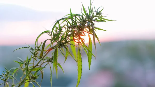 Marijuana field during sunset. Medical antispasmodic cannabis. H — Stock Photo, Image