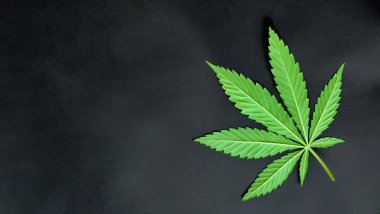 Yeşil yaprak kenevir koyu arka plan üzerinde. Genç esrar bitki. N