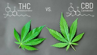 CBD Thc kenevir formülü. Cannabidiol ve te yapısal modeli
